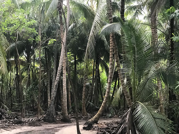 Captiva land clearing