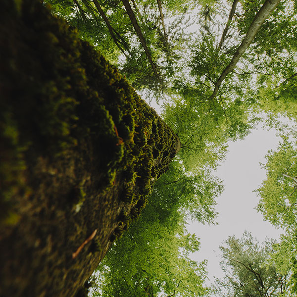 Environmental Environmental
